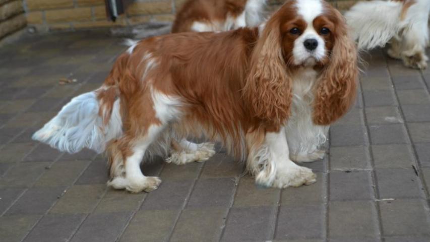 UNICA SOLUZIONE STAIRWEY TO HEAVEN (ИТАН)